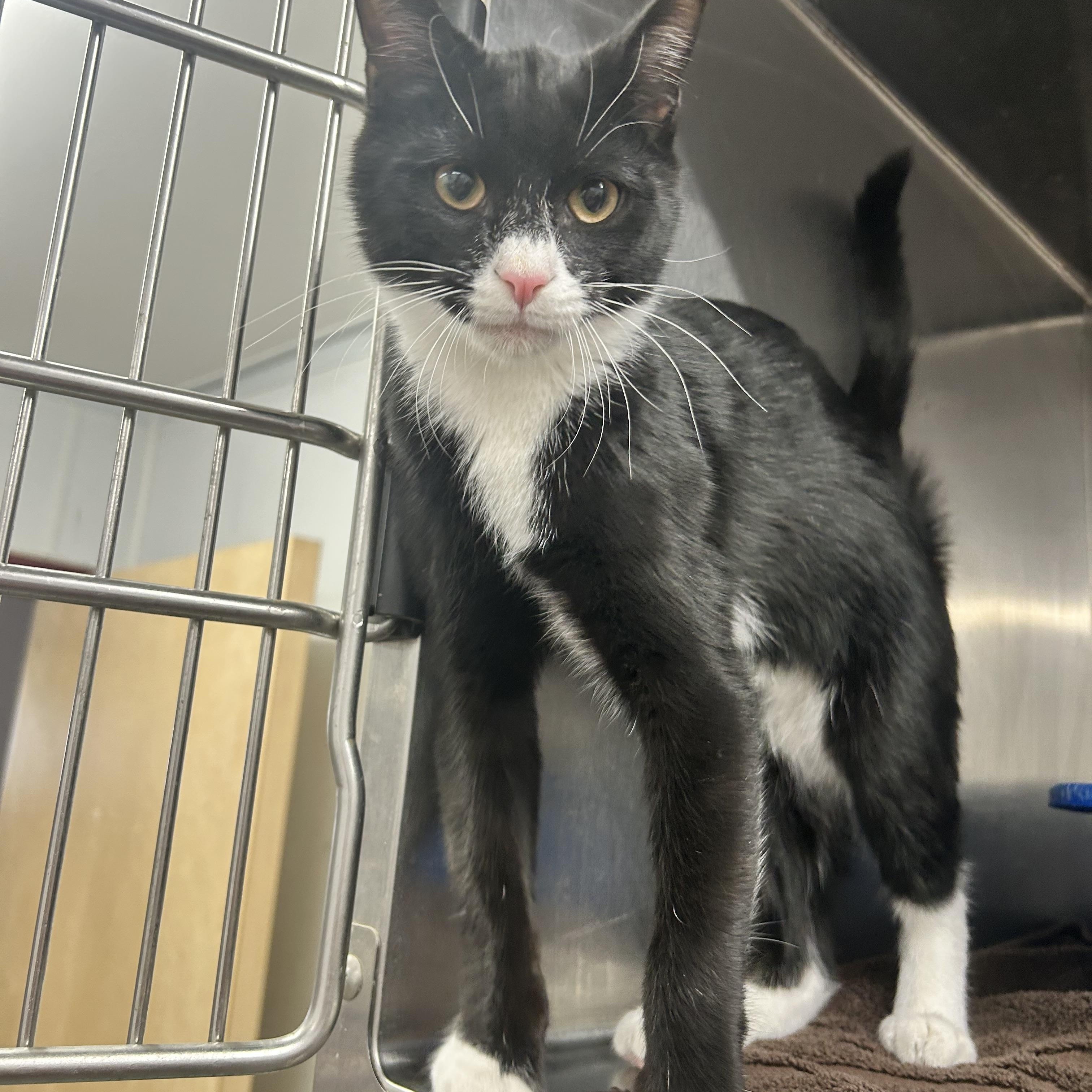 Enlarge Rocky , a ADOPTABLE Domestic Short Hair in Howes Cave, NY image 1/3