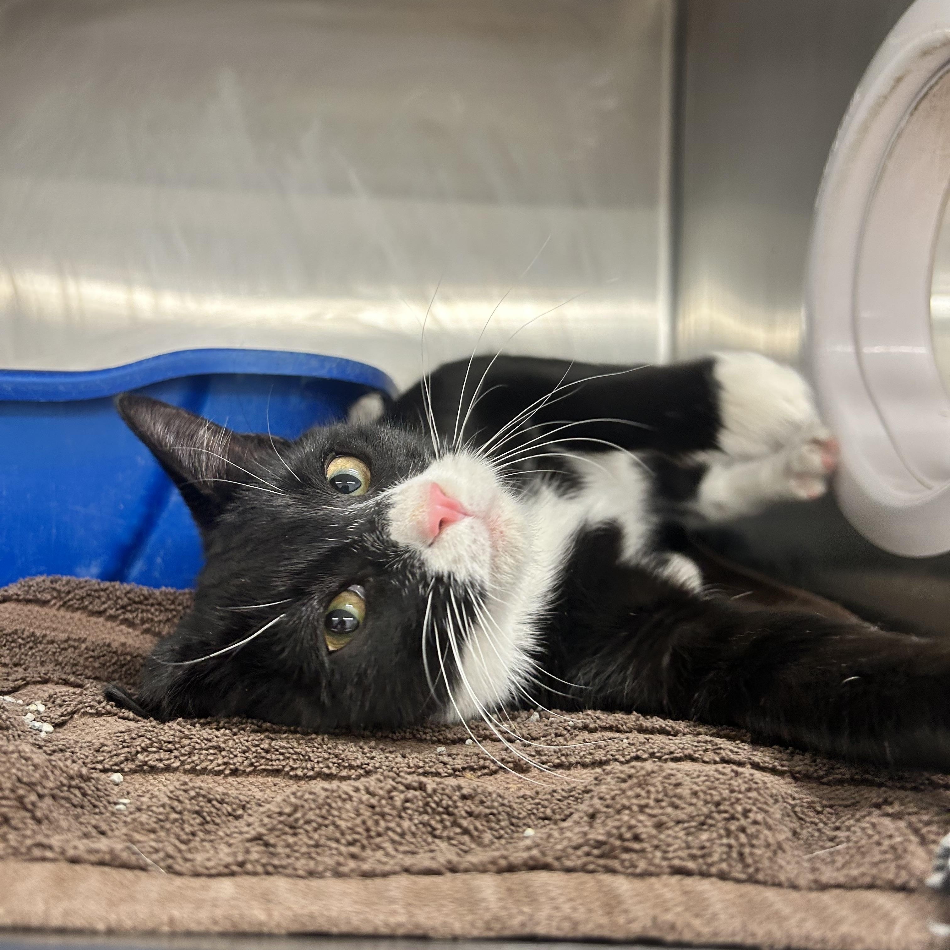 Enlarge Rocky , a ADOPTABLE Domestic Short Hair in Howes Cave, NY image 2/3