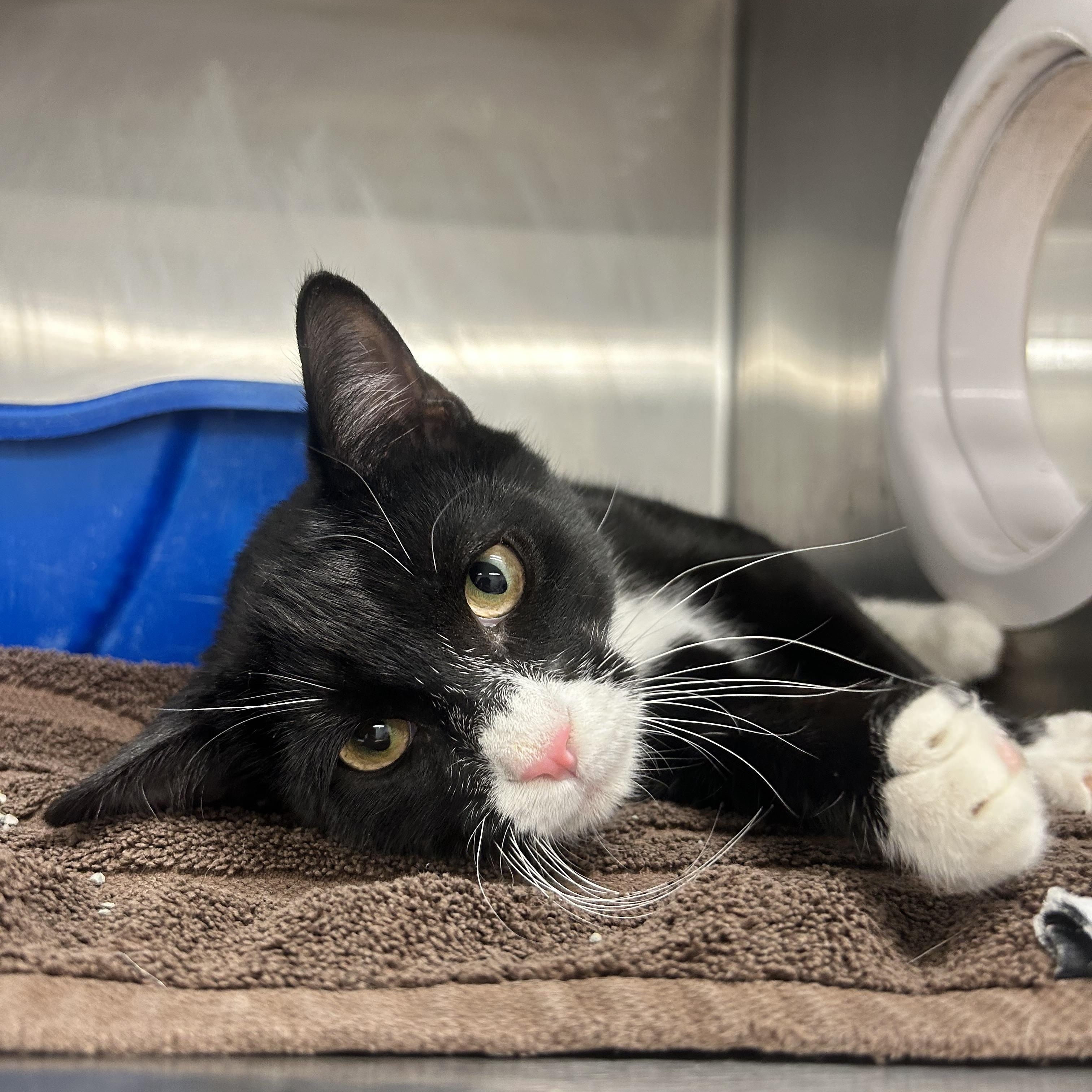 Enlarge Rocky , a ADOPTABLE Domestic Short Hair in Howes Cave, NY image 3/3