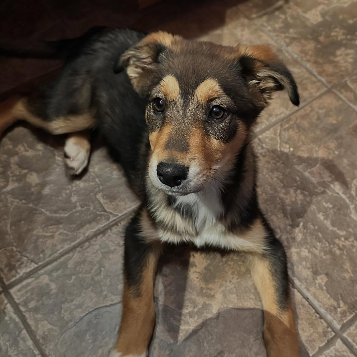 Enlarge Portia, a ADOPTABLE mixed breed in Kellogg, ID image 3/5