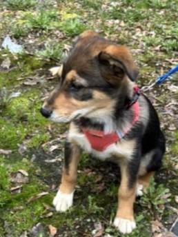 Enlarge Portia, a ADOPTABLE mixed breed in Kellogg, ID image 4/5