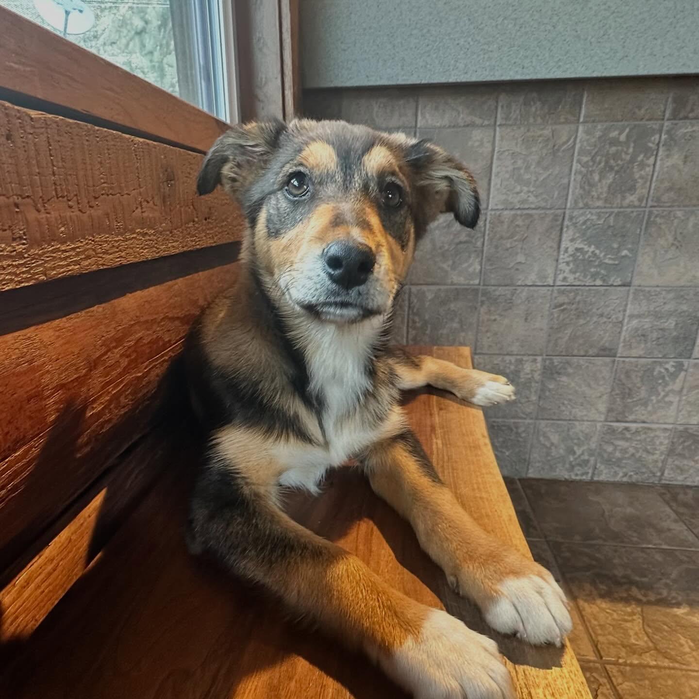 Portia, ADOPTABLE, Puppy Female Husky & Border Collie.