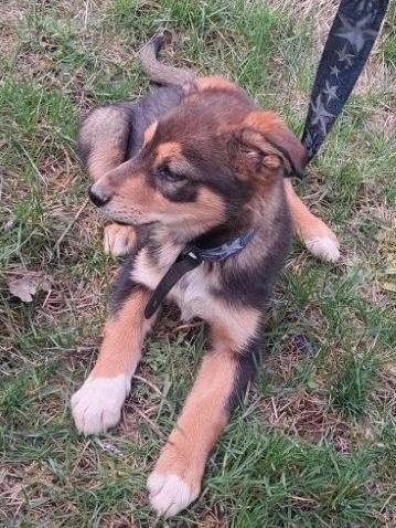 Enlarge Portia, a ADOPTABLE mixed breed in Kellogg, ID image 5/5