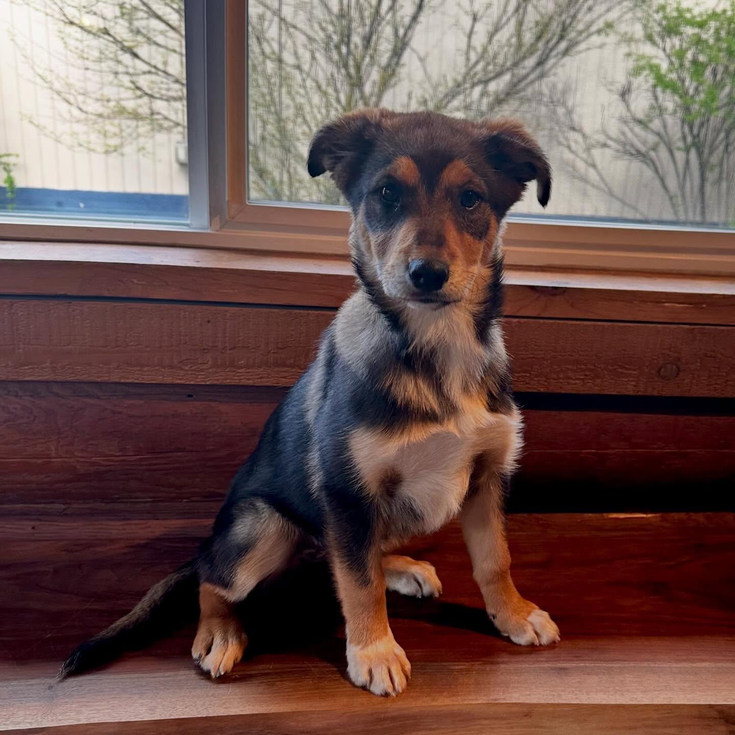 Enlarge Portia, a ADOPTABLE mixed breed in Kellogg, ID image 2/5