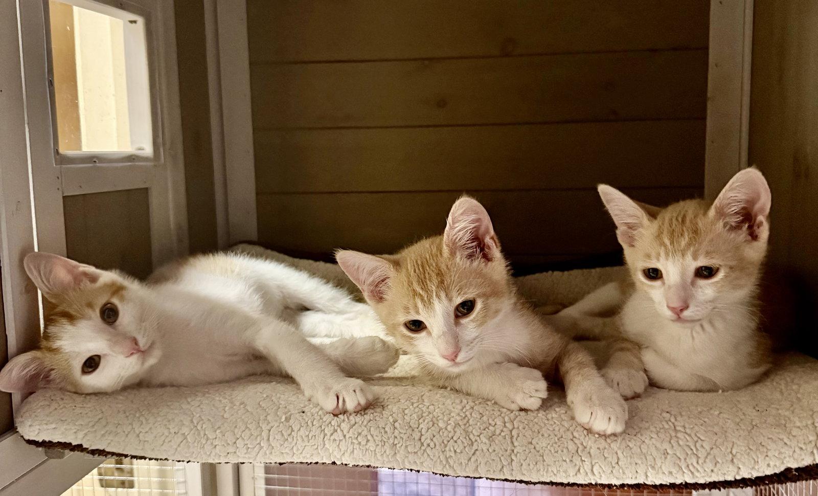 Michael ( JJ), Adoptable, Kitten Male Domestic Short Hair.