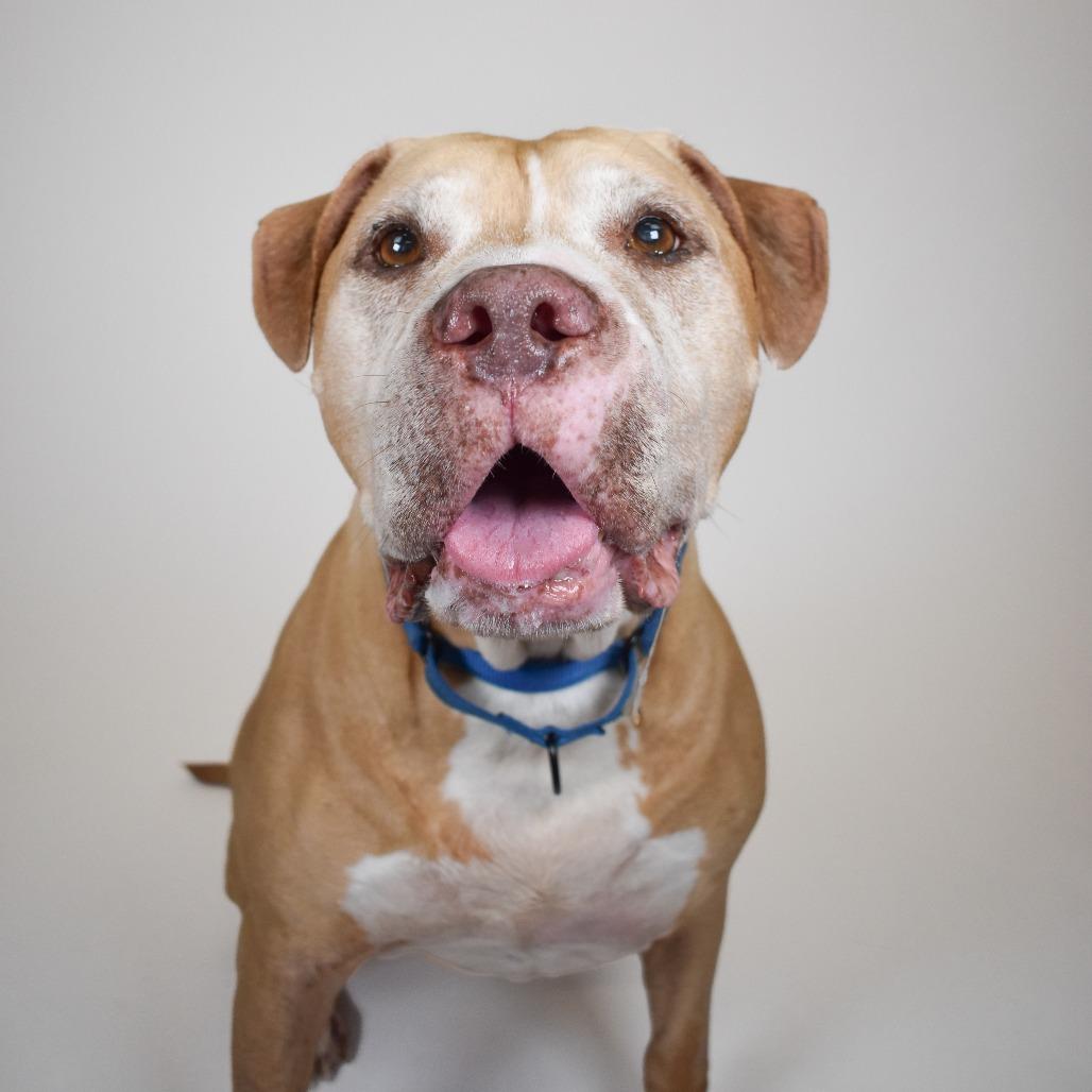 Sam, Adoptable, Senior Male Boxer & Labrador Retriever.