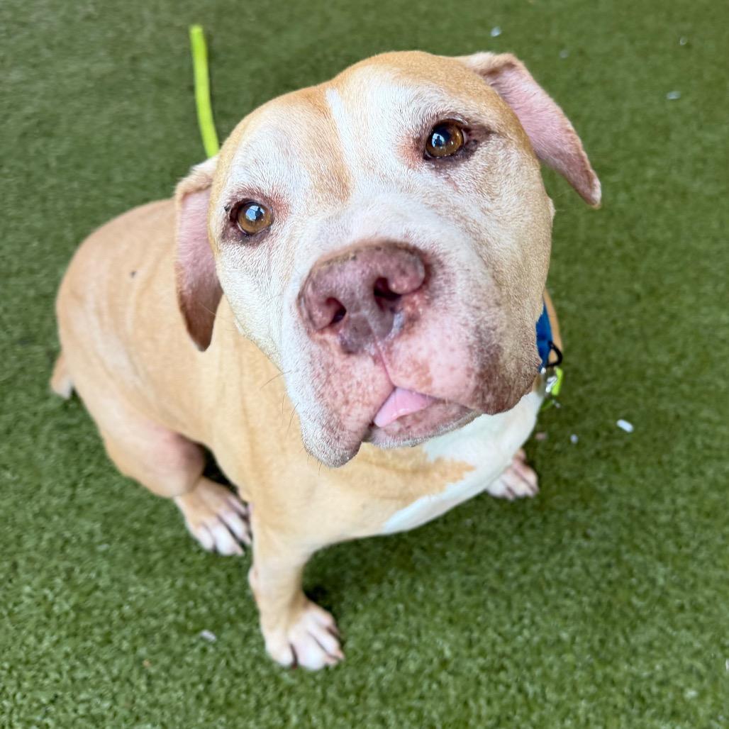 Enlarge Sam, a Adoptable mixed breed in West Palm Beach, FL image 2/6