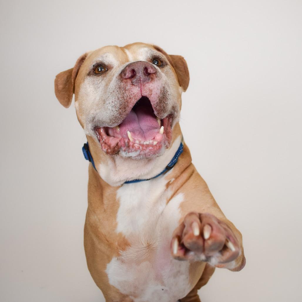 Enlarge Sam, a Adoptable mixed breed in West Palm Beach, FL image 3/6