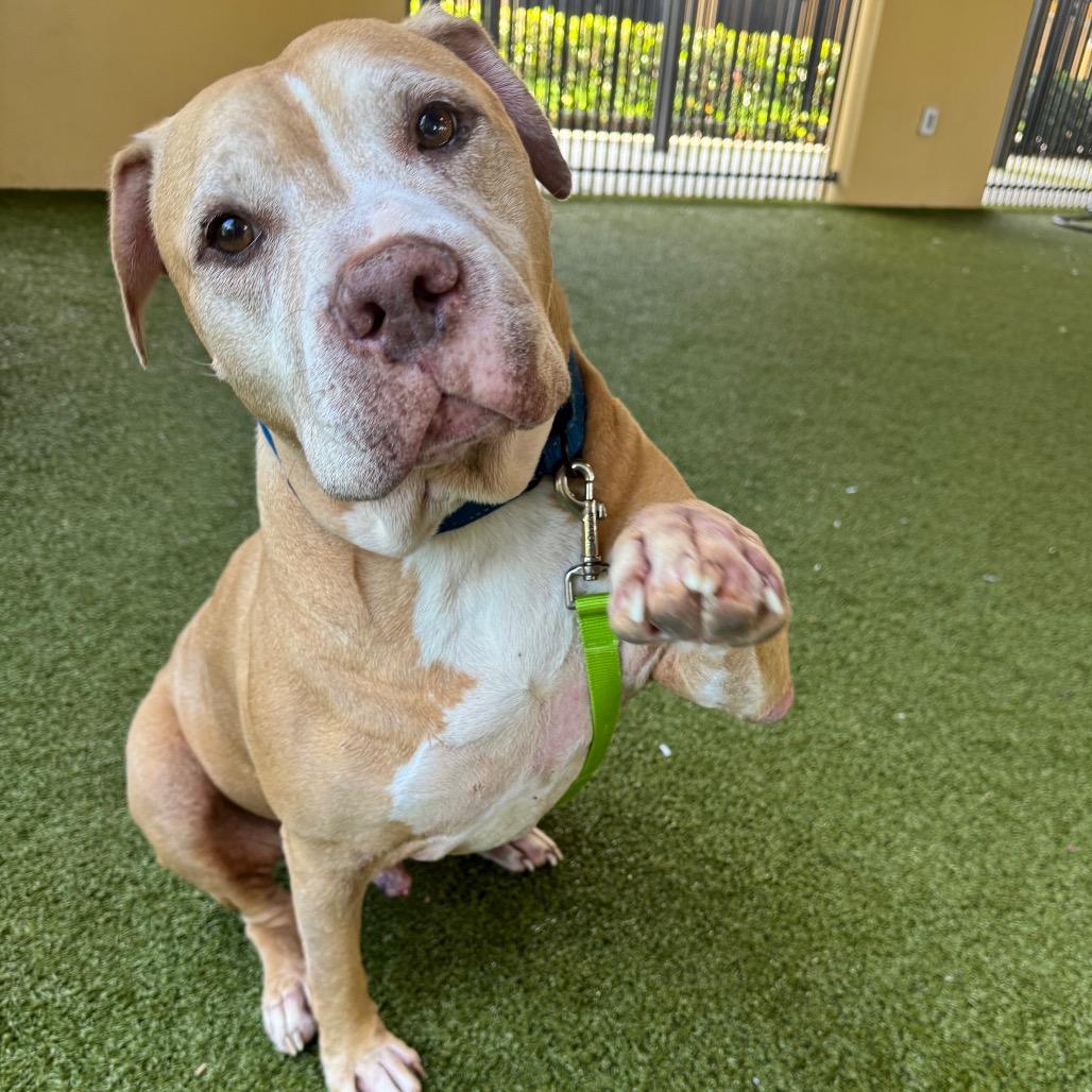 Enlarge Sam, a Adoptable mixed breed in West Palm Beach, FL image 4/6