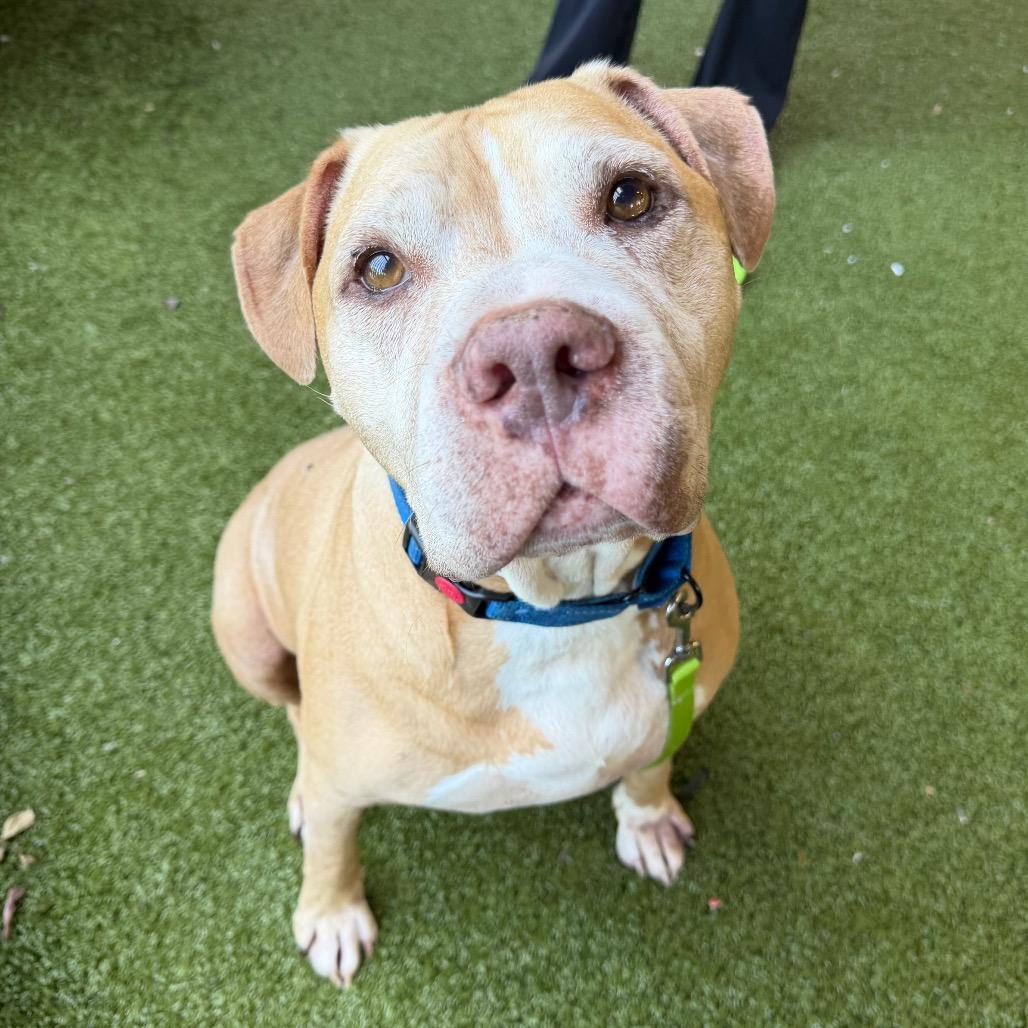 Enlarge Sam, a Adoptable mixed breed in West Palm Beach, FL image 5/6