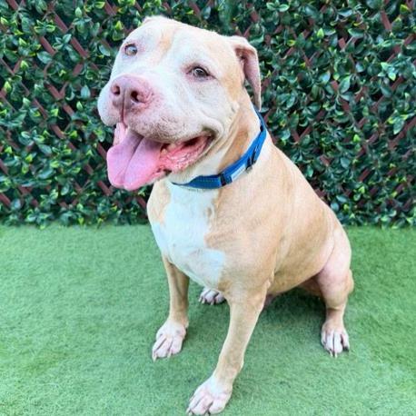Enlarge Sam, a Adoptable mixed breed in West Palm Beach, FL image 6/6