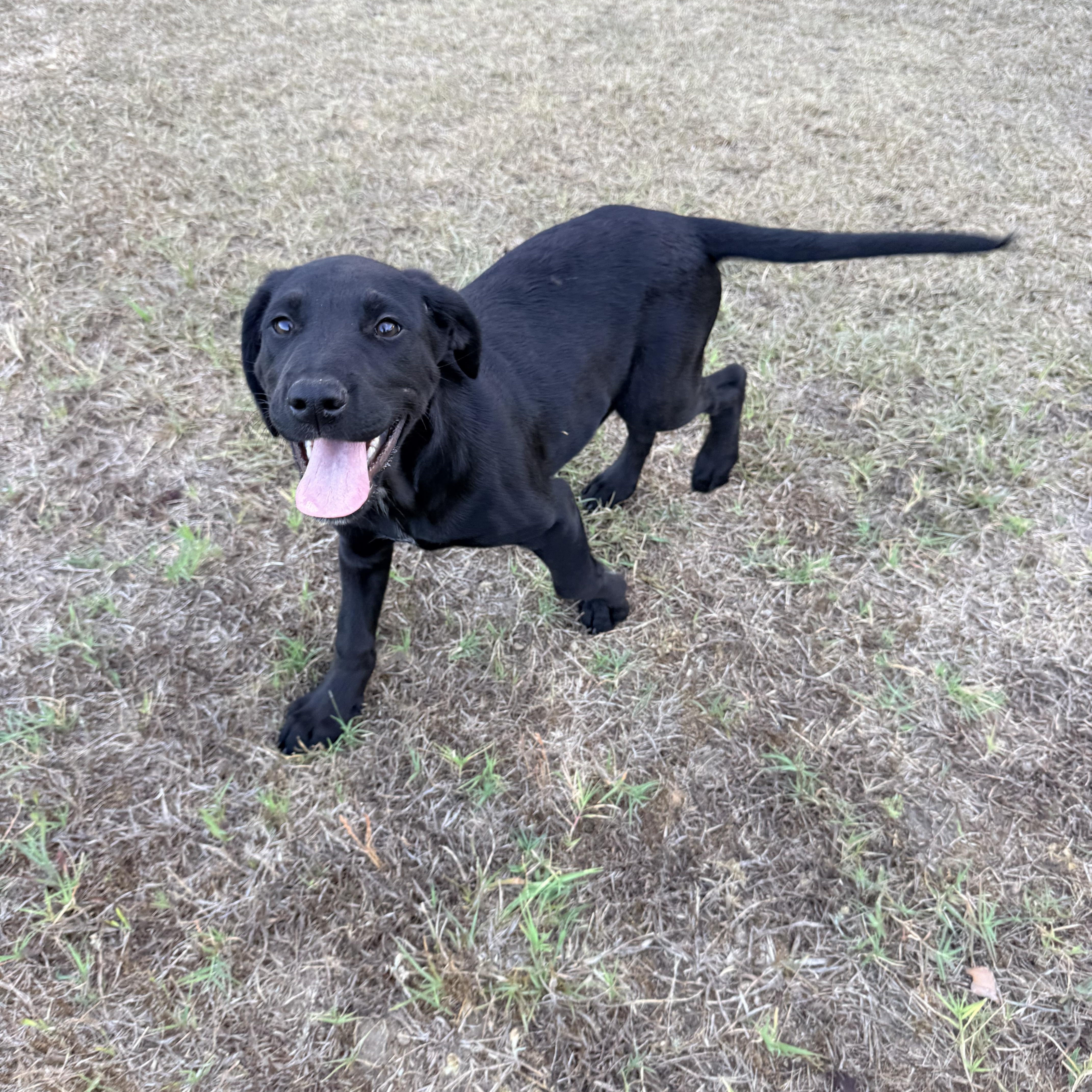 Enlarge Buster, an adoptable mixed breed in Douglas, GA image 2/4