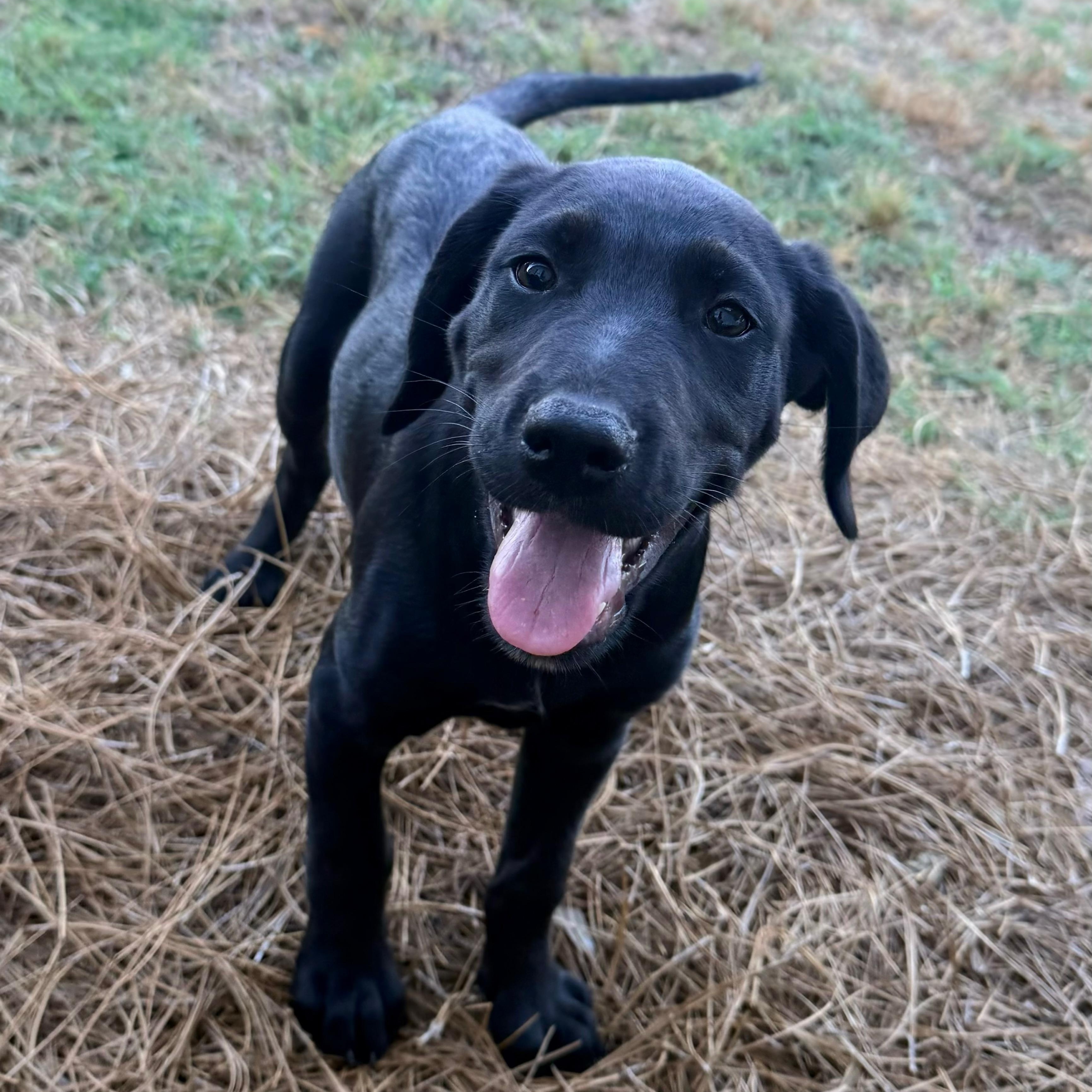 Buster, adoptable, Puppy Male Black Labrador Retriever.