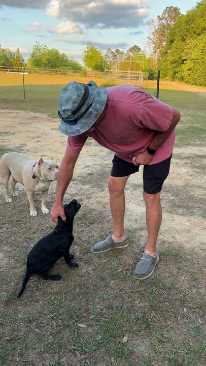 Enlarge Buster, an adoptable mixed breed in Douglas, GA video 4/4