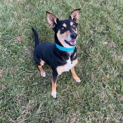 Enlarge Justice, a ADOPTABLE mixed breed in Winchester, KY image 3/4