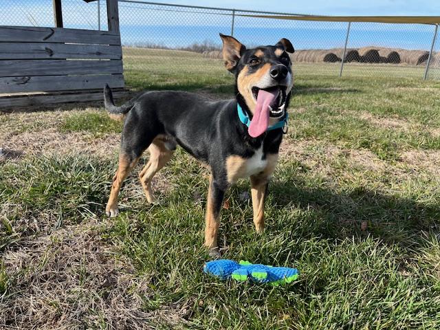Enlarge Justice, a ADOPTABLE mixed breed in Winchester, KY image 1/4