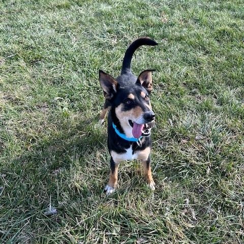 Enlarge Justice, a ADOPTABLE mixed breed in Winchester, KY image 4/4