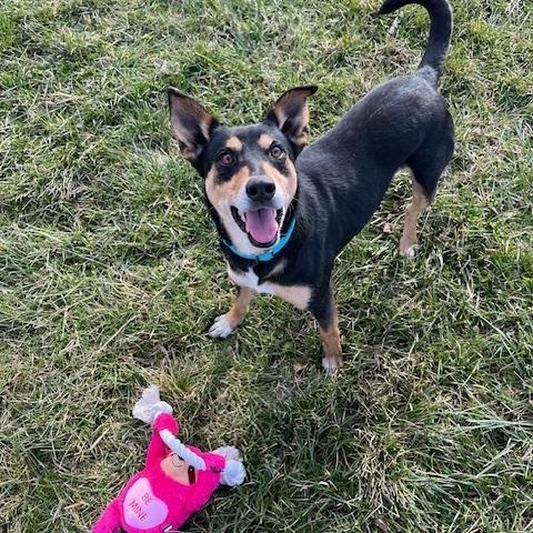 Enlarge Justice, a ADOPTABLE mixed breed in Winchester, KY image 2/4