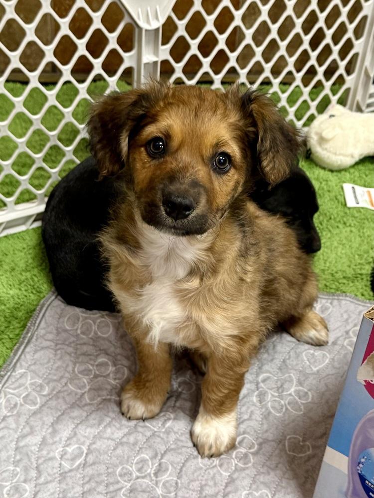 Enlarge Chucky Cheese, a Adopted mixed breed in TUCSON, AZ image 2/4