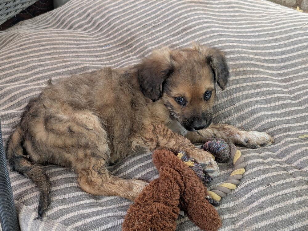 Enlarge Chucky Cheese, a Adopted mixed breed in TUCSON, AZ image 3/4