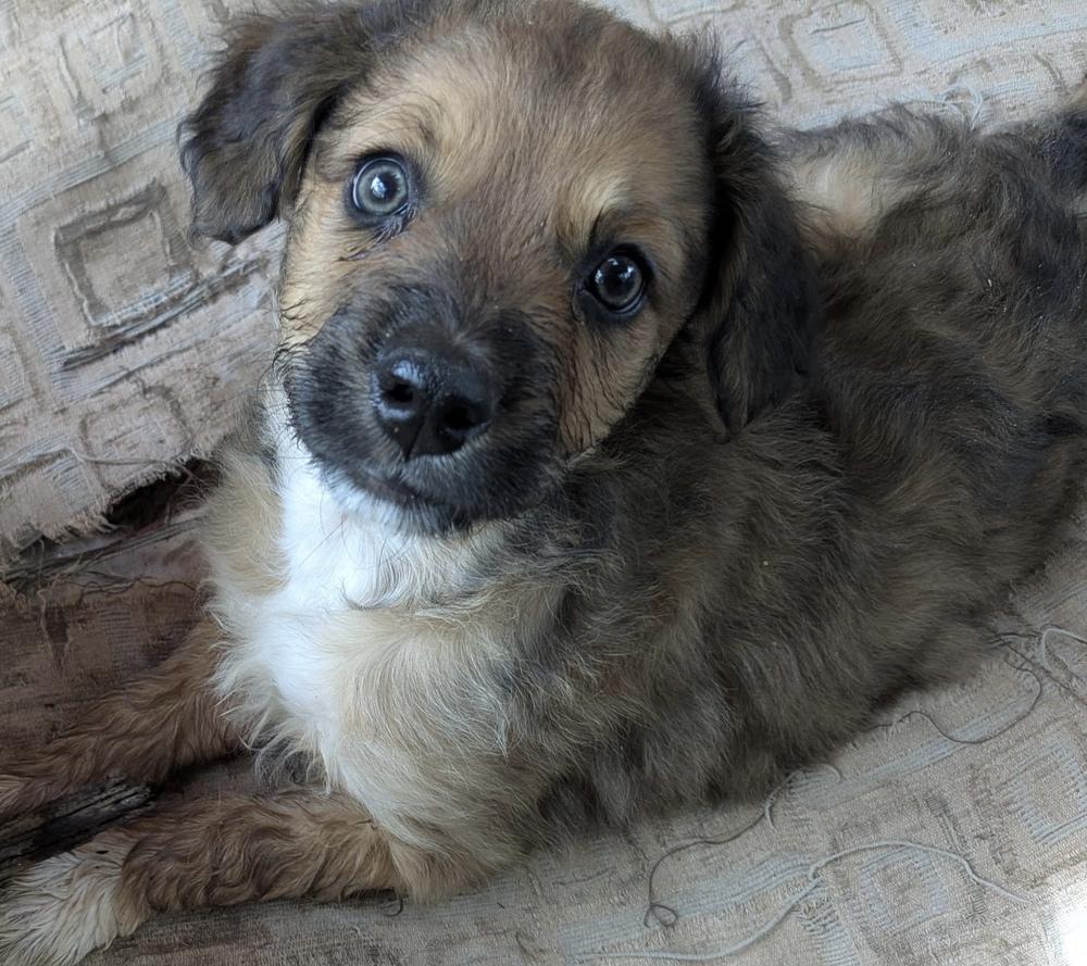 Enlarge Chucky Cheese, a Adopted mixed breed in TUCSON, AZ image 4/4