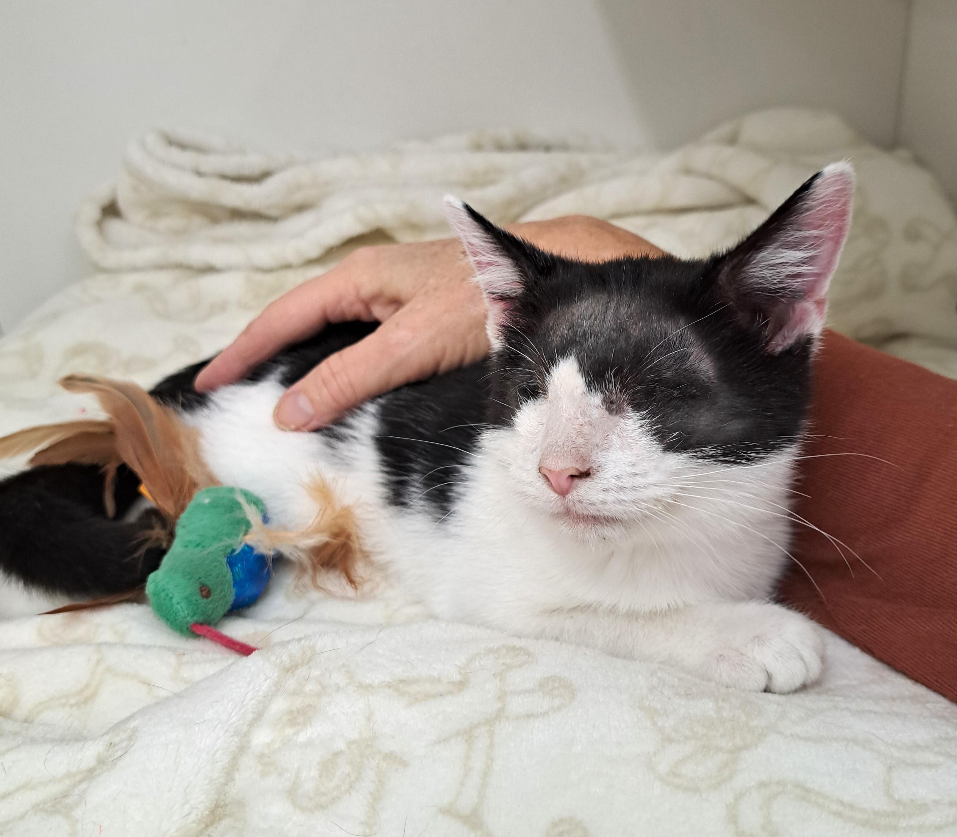 Wenkenbach, Adoptable, Kitten Female Domestic Short Hair.