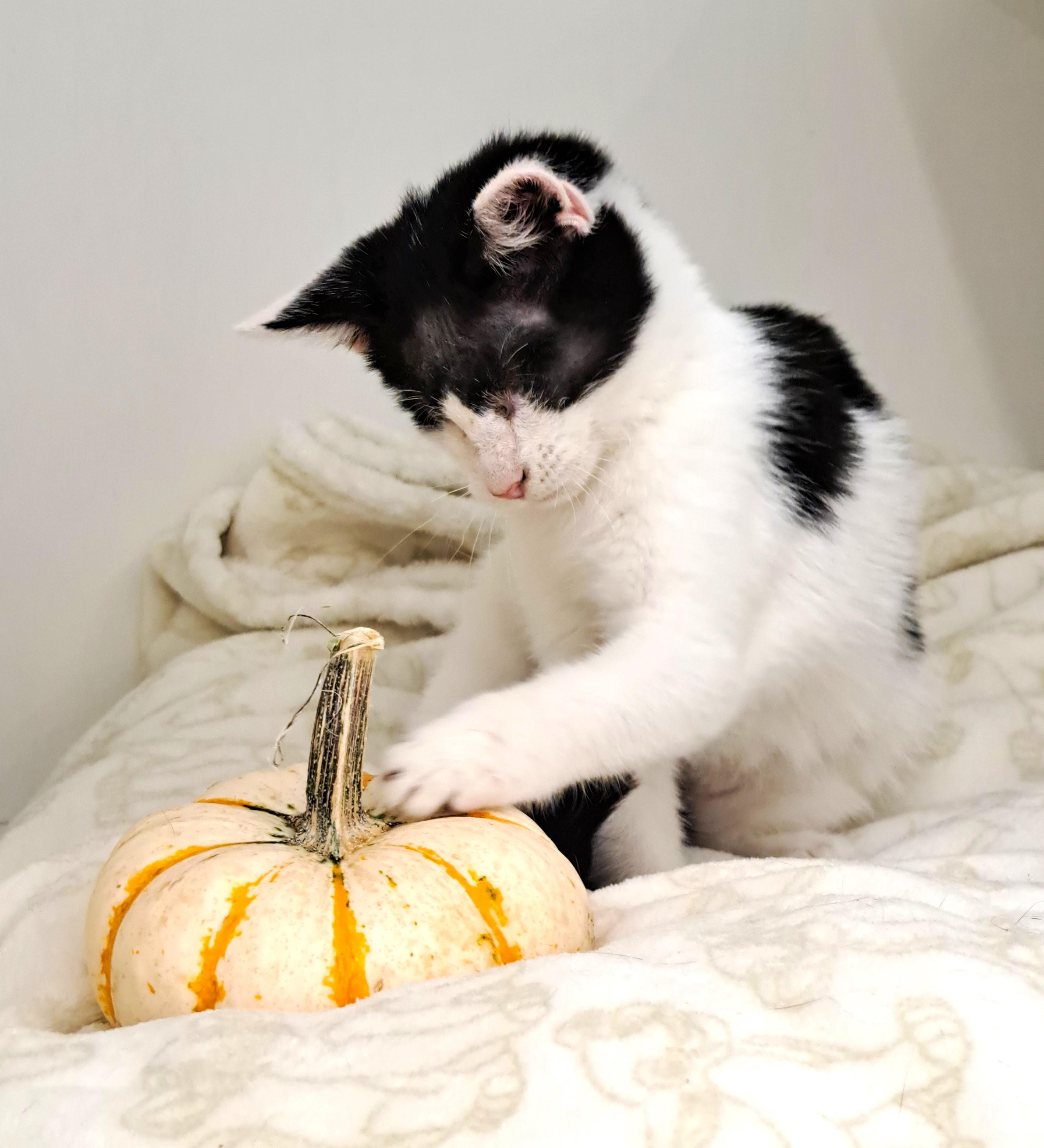 Enlarge Wenkenbach, a Adoptable Domestic Short Hair in New Albany, OH image 3/6