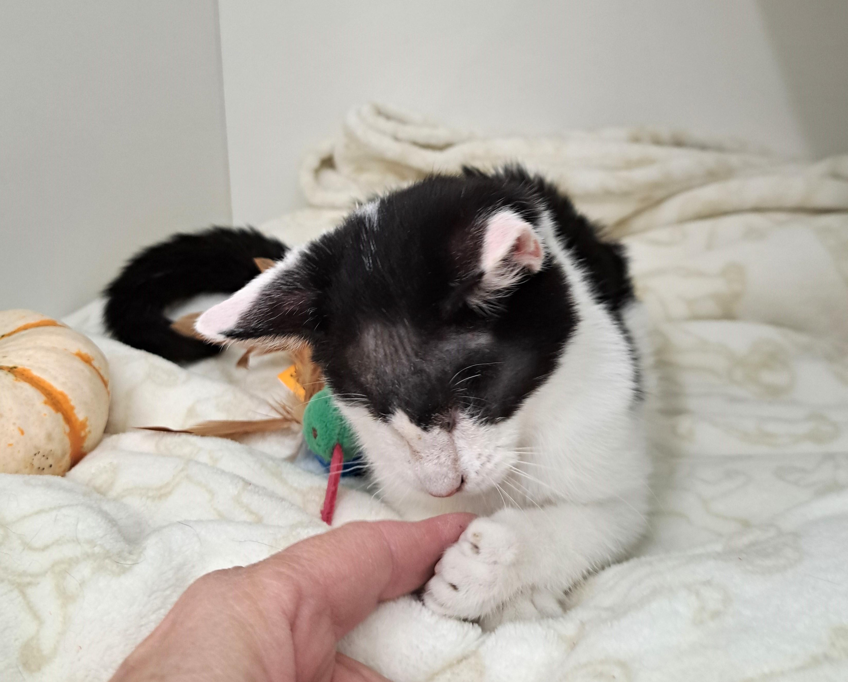 Enlarge Wenkenbach, a Adoptable Domestic Short Hair in New Albany, OH image 2/6