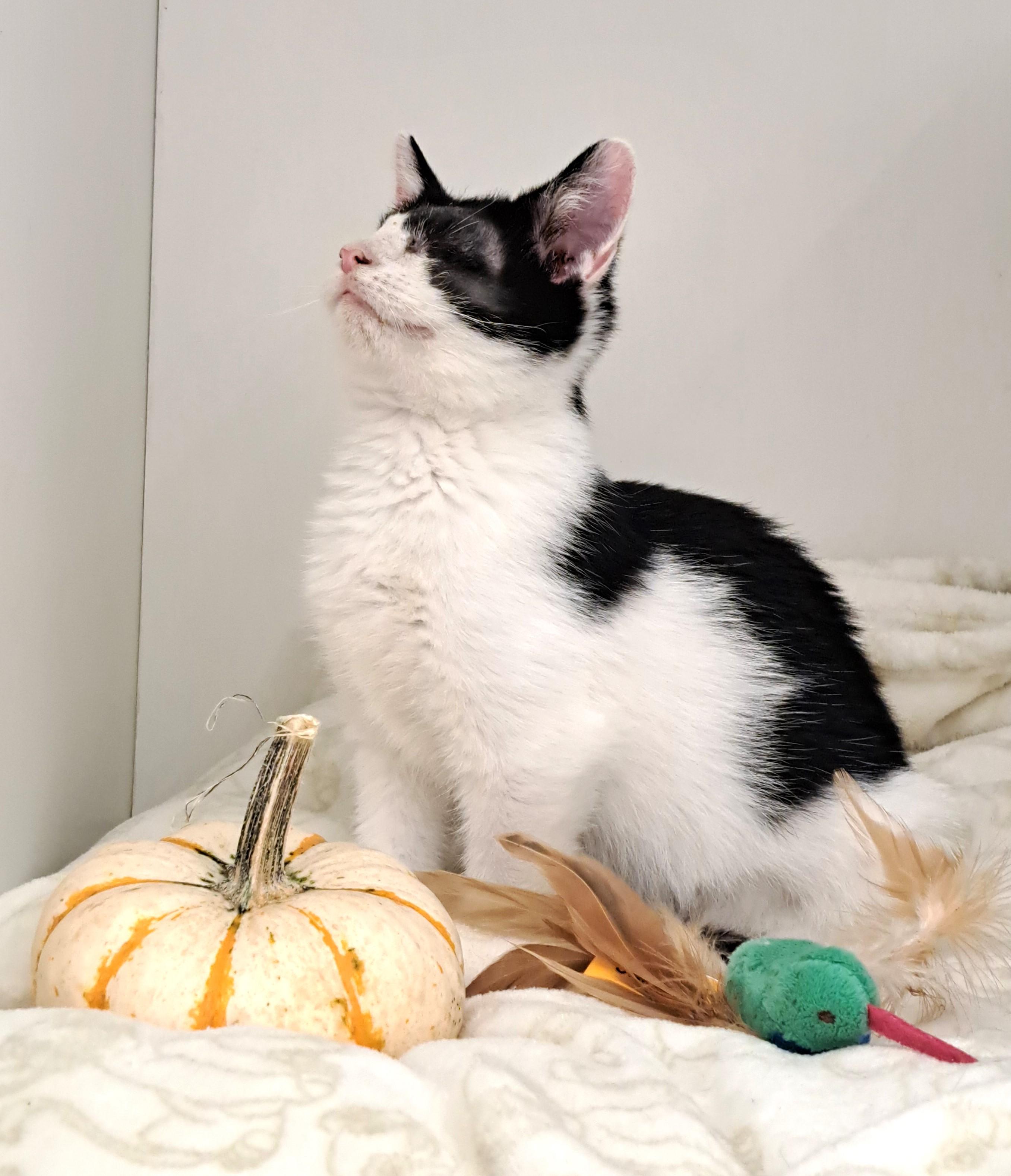 Enlarge Wenkenbach, a Adoptable Domestic Short Hair in New Albany, OH image 4/6