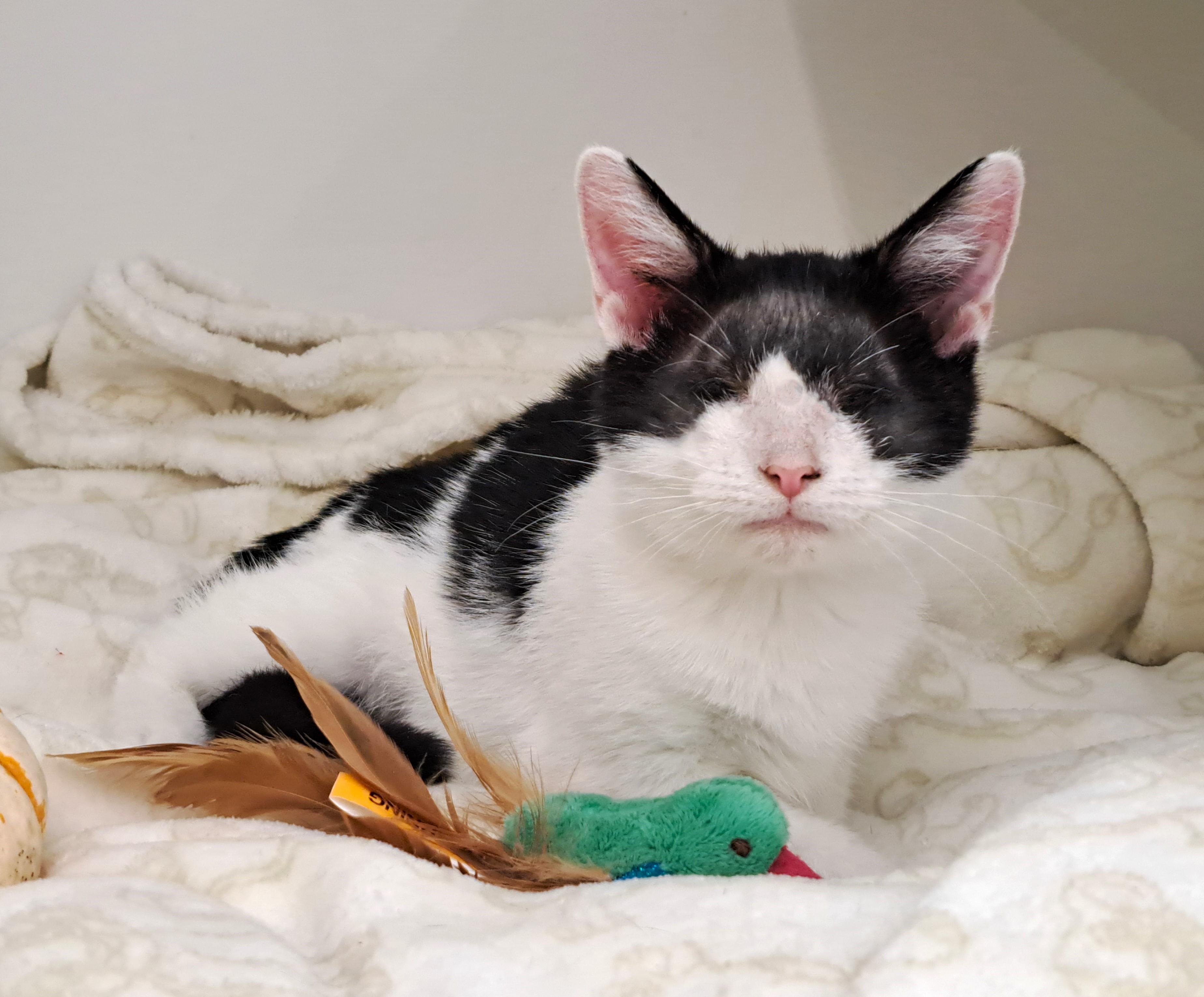 Enlarge Wenkenbach, a Adoptable Domestic Short Hair in New Albany, OH image 5/6