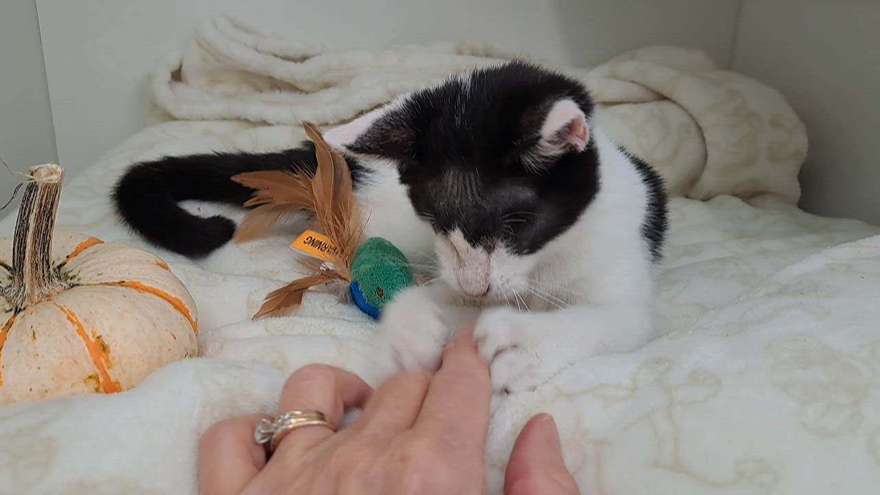 Enlarge Wenkenbach, a Adoptable Domestic Short Hair in New Albany, OH video 6/6