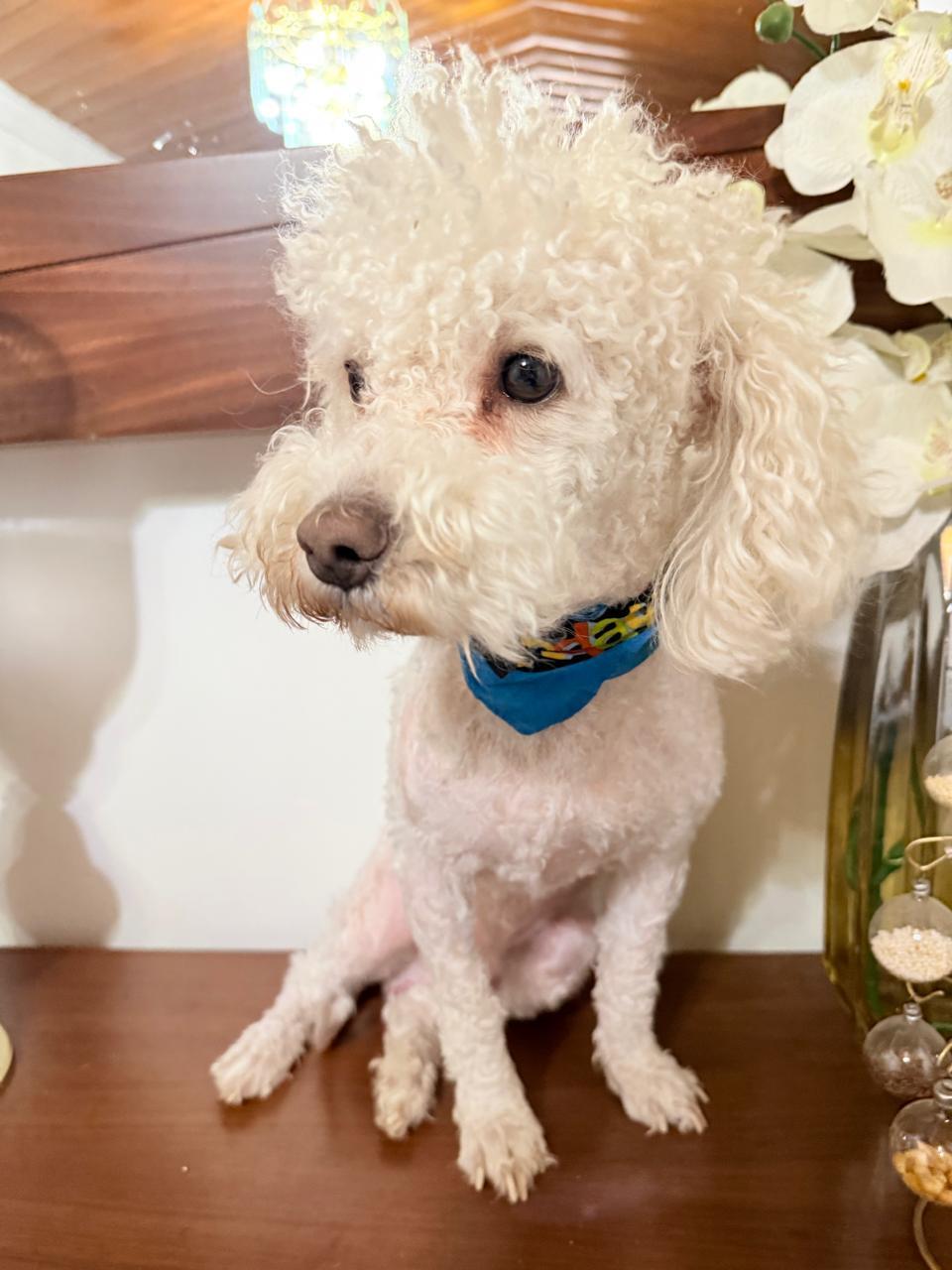 Enlarge Teddy, a Adopted Poodle in Nogales, SON image 2/6