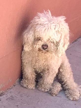 Enlarge Teddy, a Adopted Poodle in Nogales, SON image 4/6