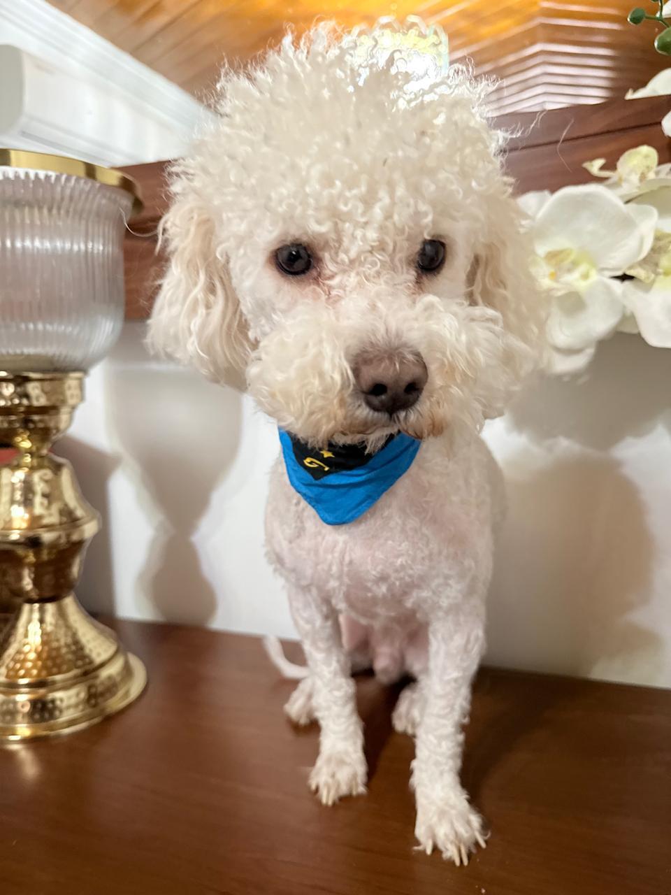 Enlarge Teddy, a Adopted Poodle in Nogales, SON image 3/6