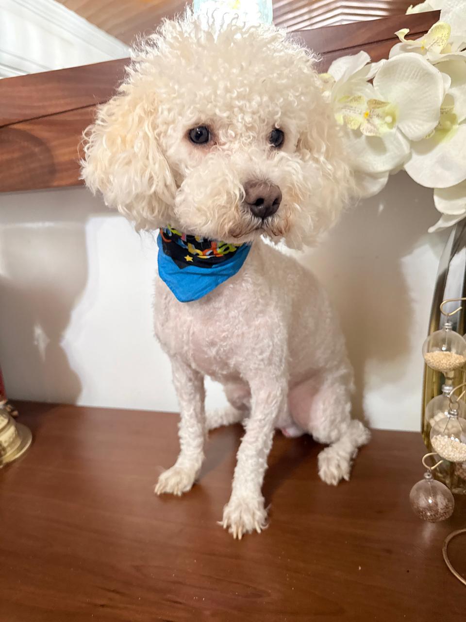 Enlarge Teddy, a Adopted Poodle in Nogales, SON image 5/6