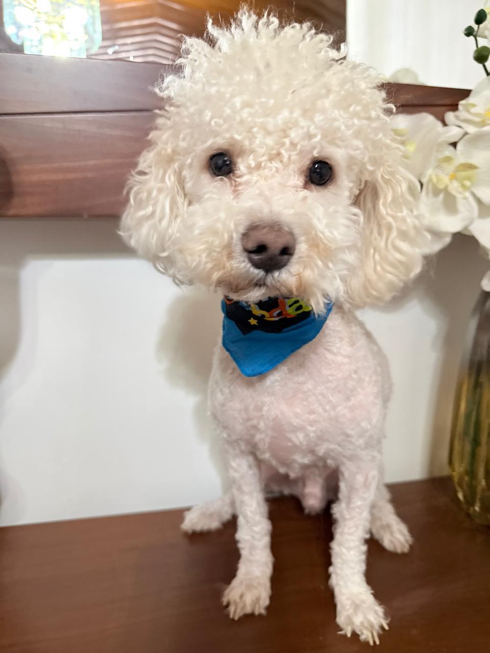 Teddy, Adopted, Adult Male Poodle.