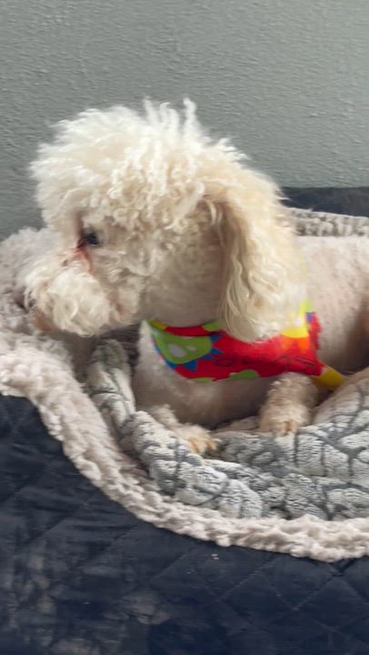 Enlarge Teddy, a Adopted Poodle in Nogales, SON video 6/6