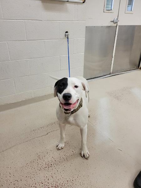 Enlarge Jill(16), a Adoptable mixed breed in Marietta, GA image 1/1