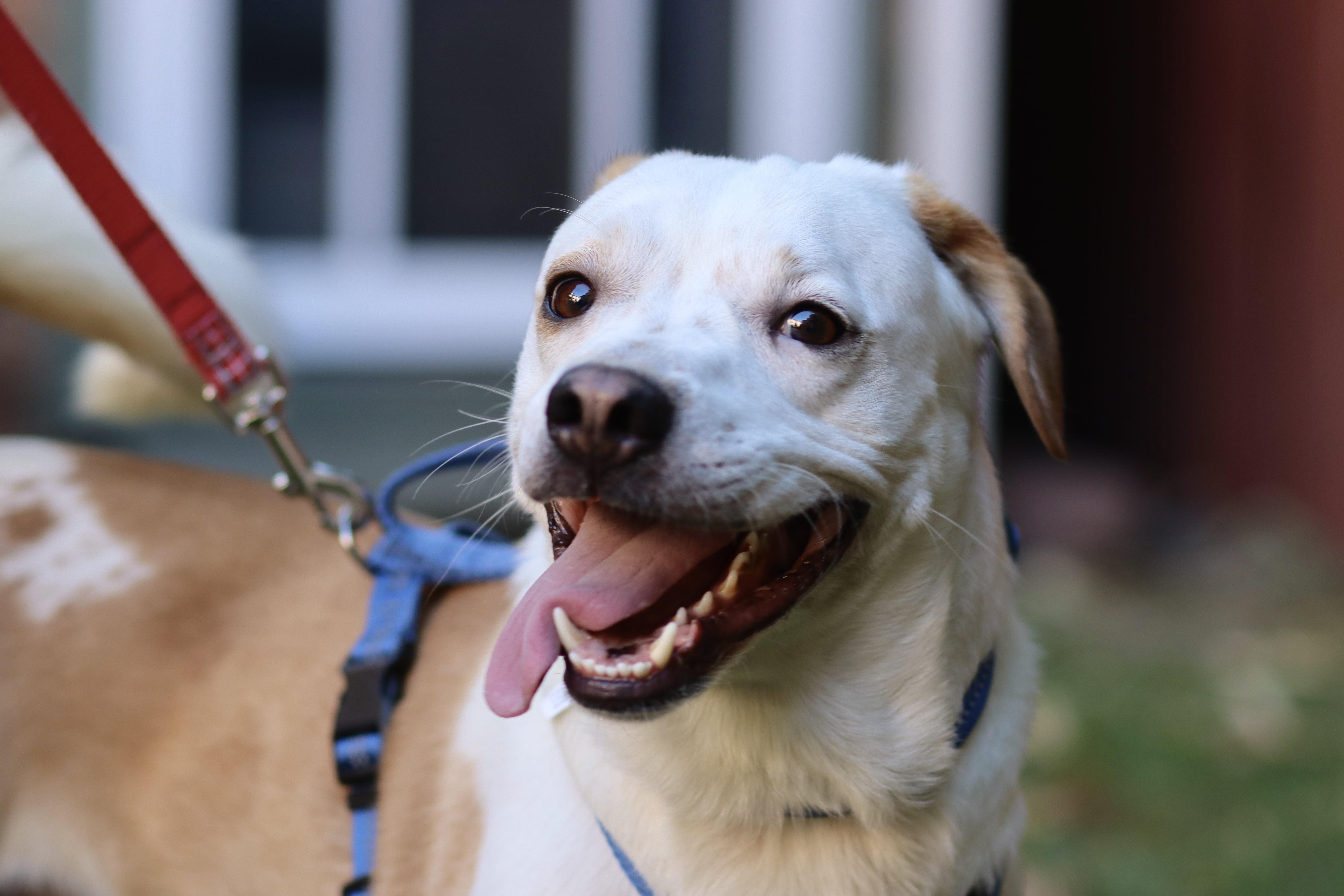 Pluto, a Adopted mixed breed in West Hollywood, CA image 2/5