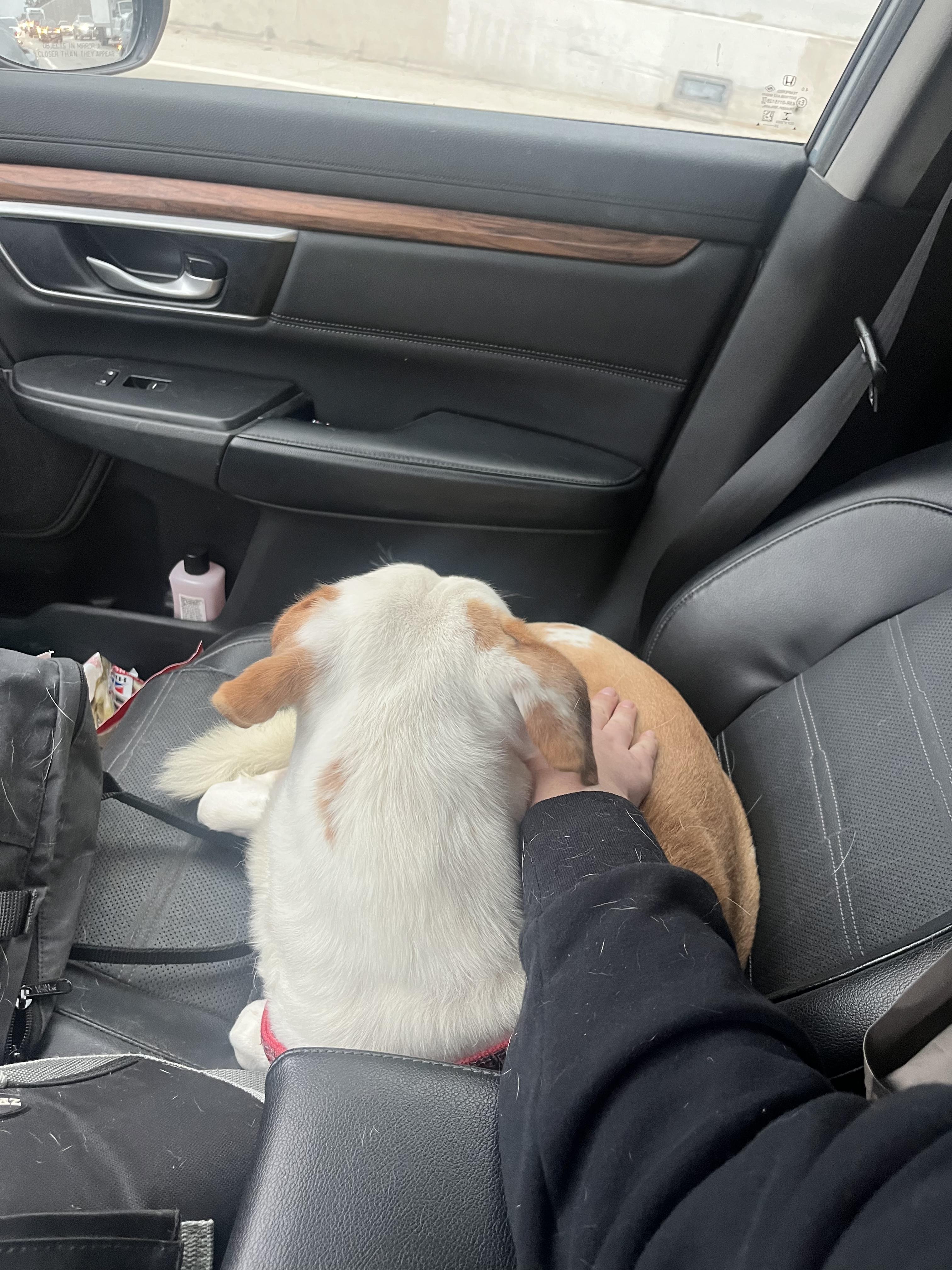 Pluto, a Adopted mixed breed in West Hollywood, CA image 4/5