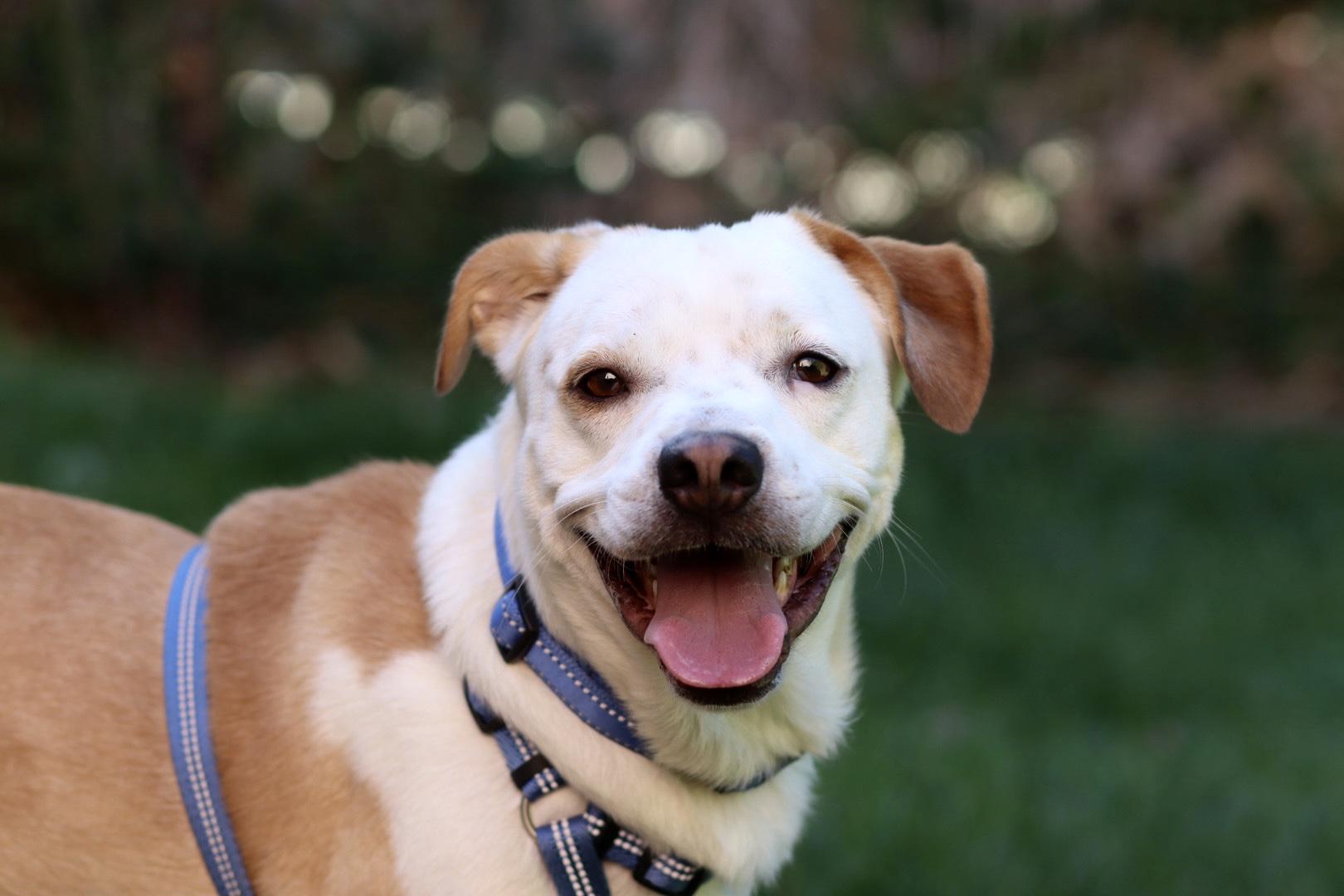 Pluto, a Adopted mixed breed in West Hollywood, CA image 1/5