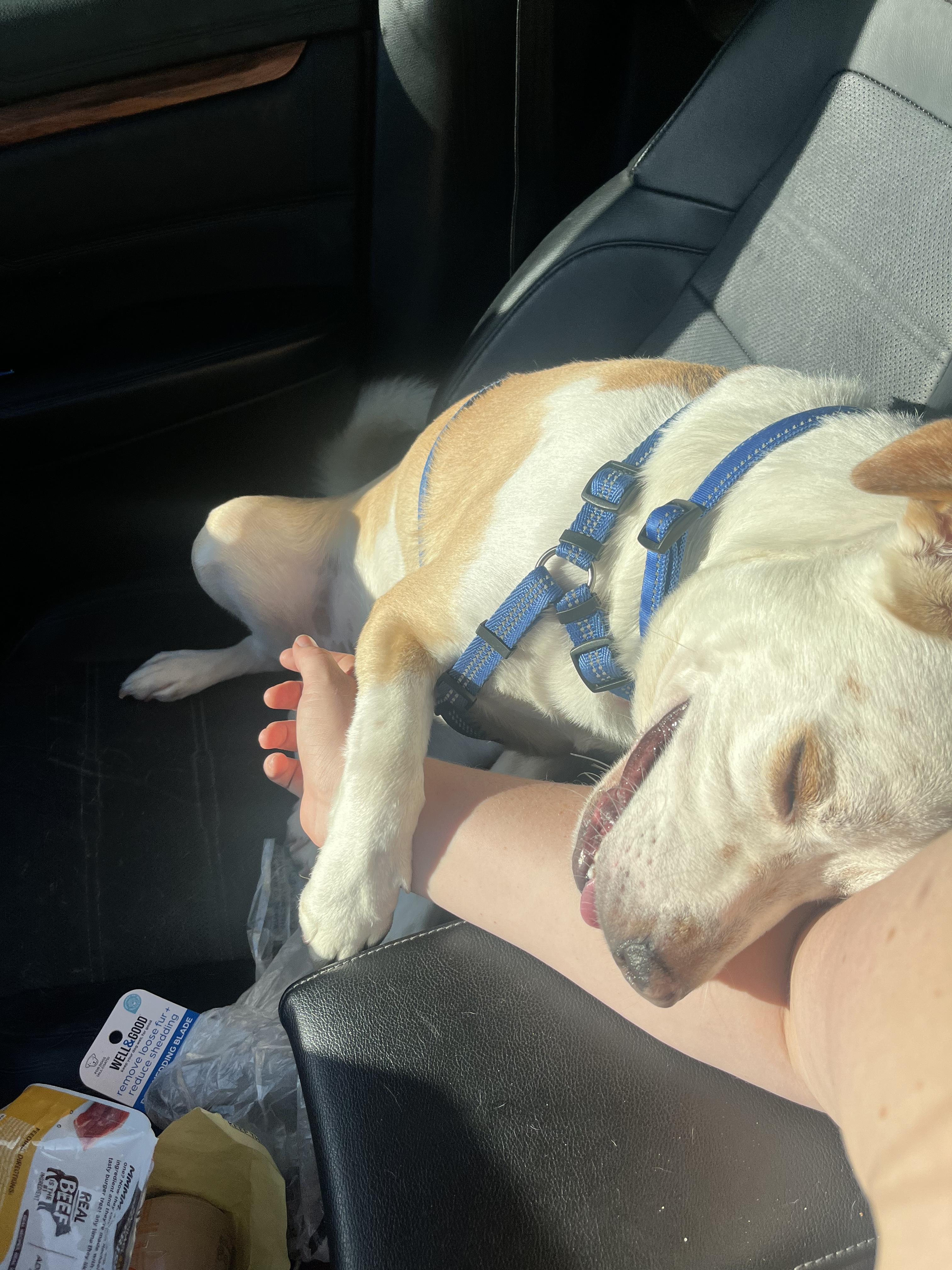 Pluto, a Adopted mixed breed in West Hollywood, CA image 3/5