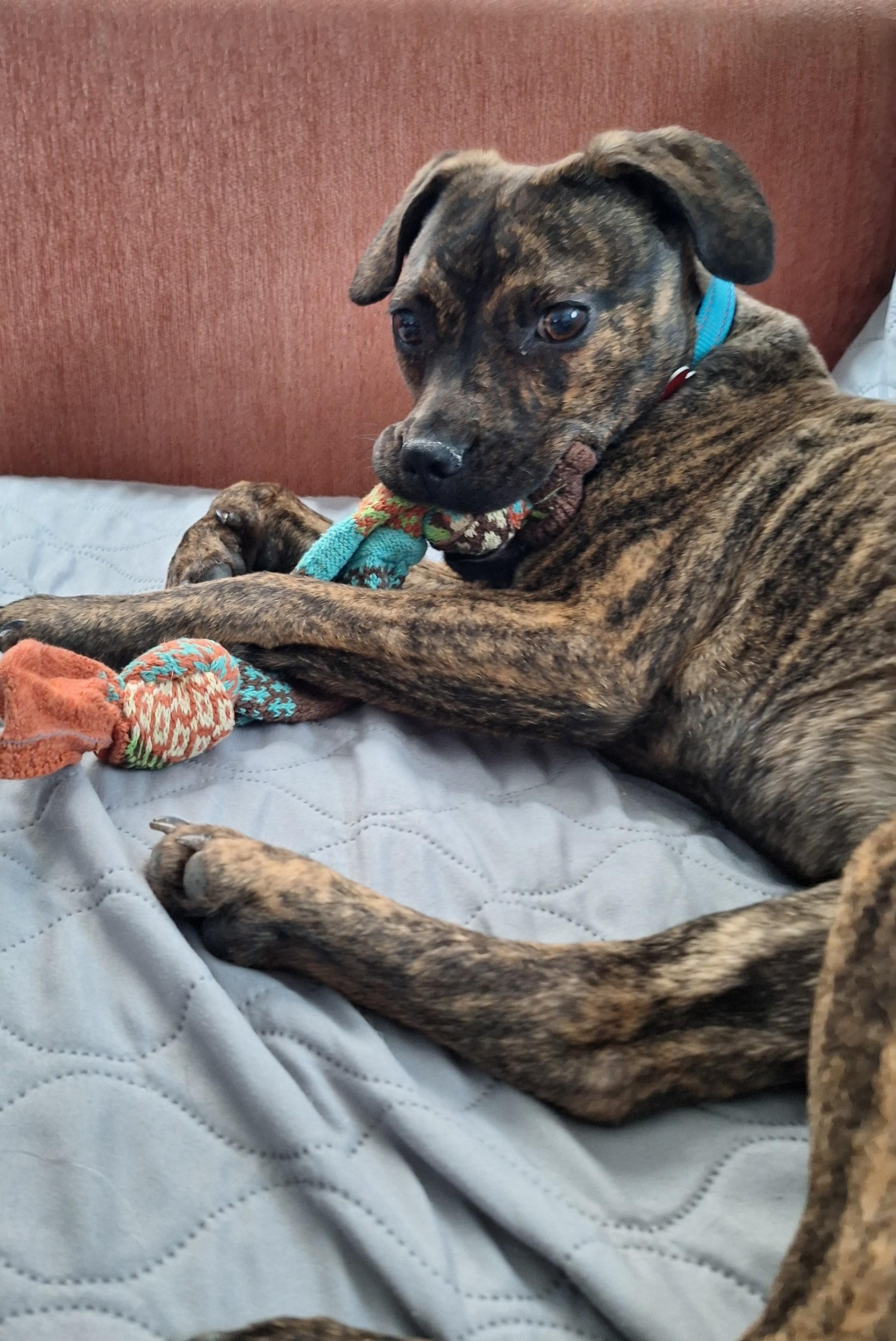 Chaka Khan, a Adoptable mixed breed in Winchester, KY image 5/5