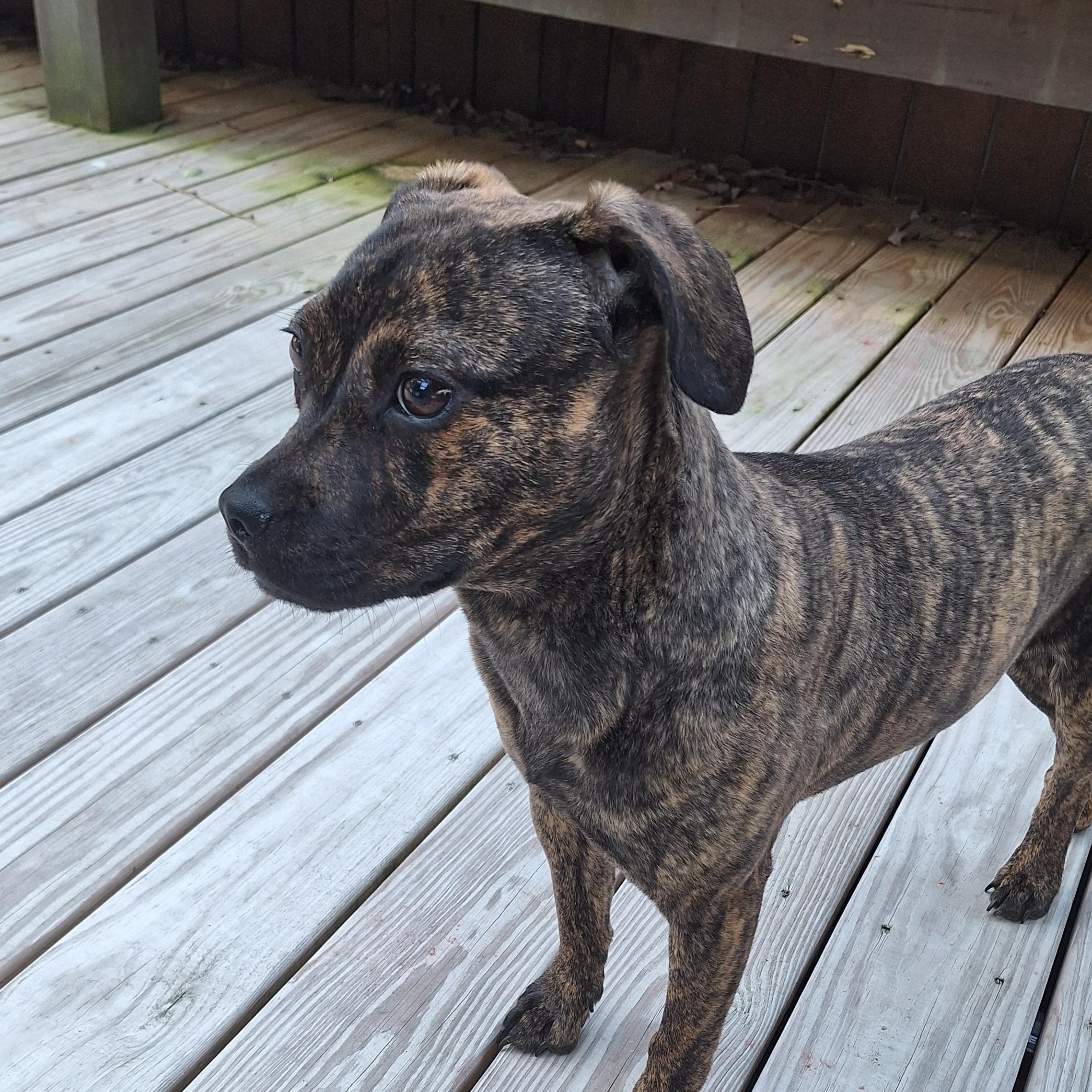 Chaka Khan, a Adoptable mixed breed in Winchester, KY image 2/5