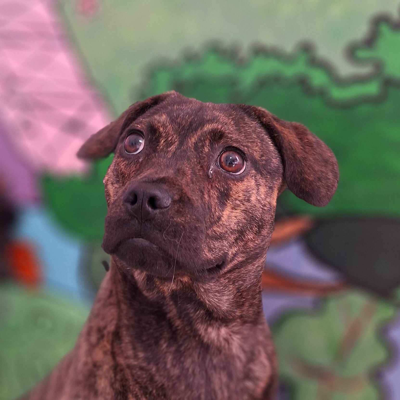 Chaka Khan, Adoptable, Young Female Beagle & Chihuahua.