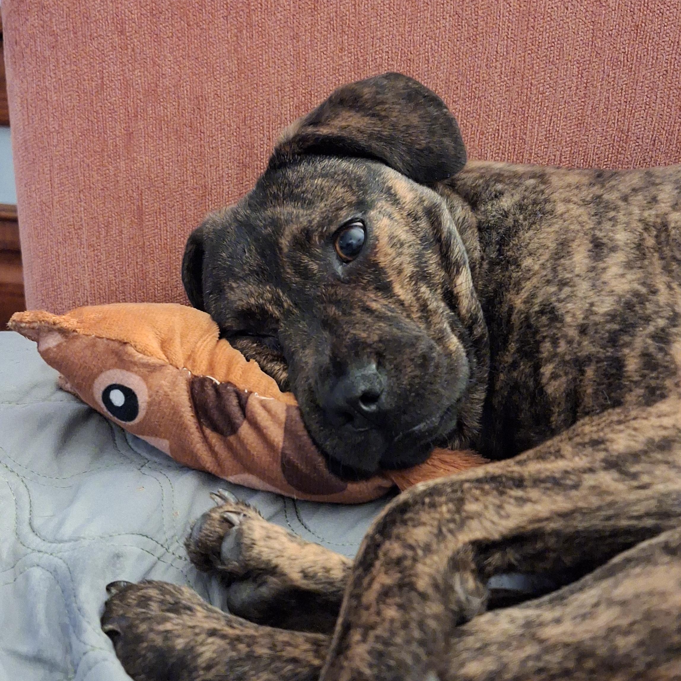 Chaka Khan, a Adoptable mixed breed in Winchester, KY image 1/5