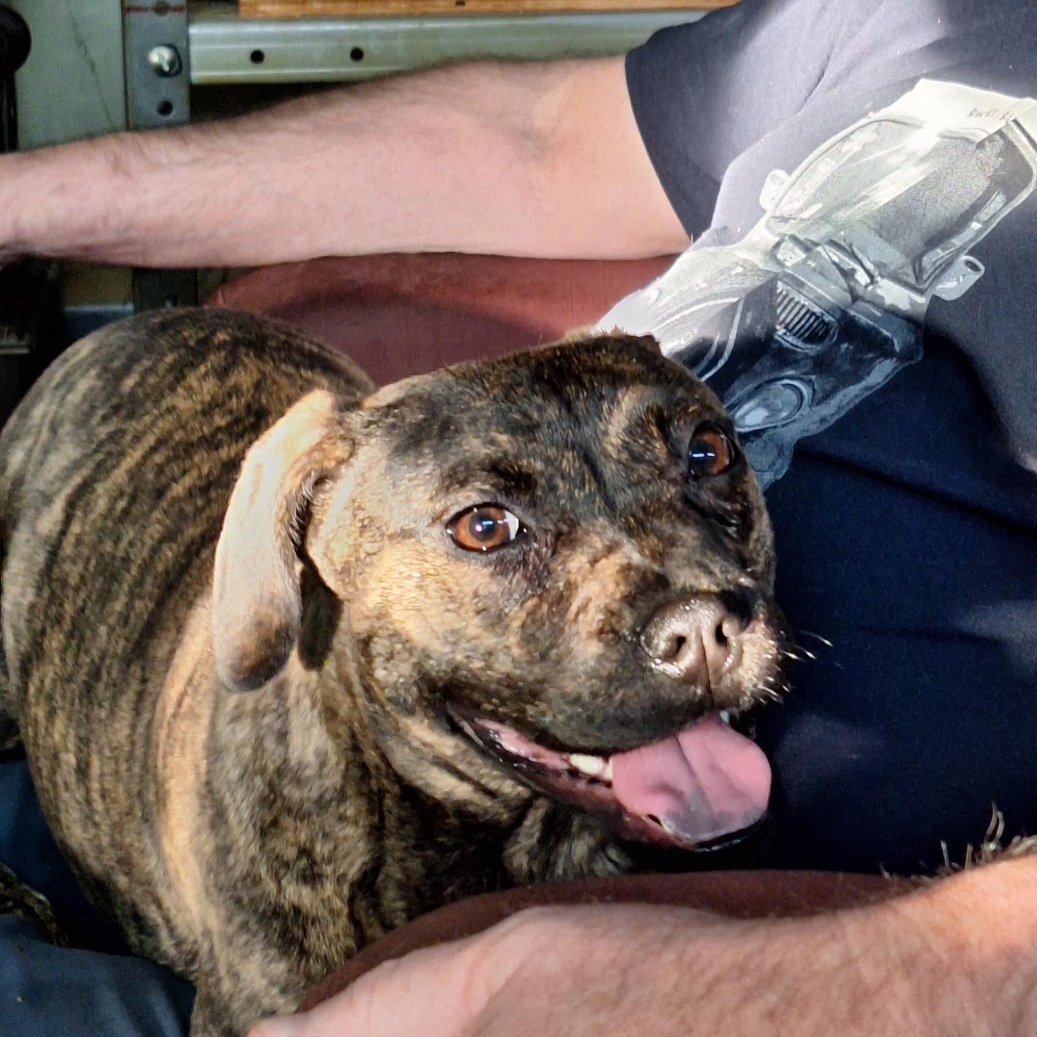 Chaka Khan, a Adoptable mixed breed in Winchester, KY image 4/5