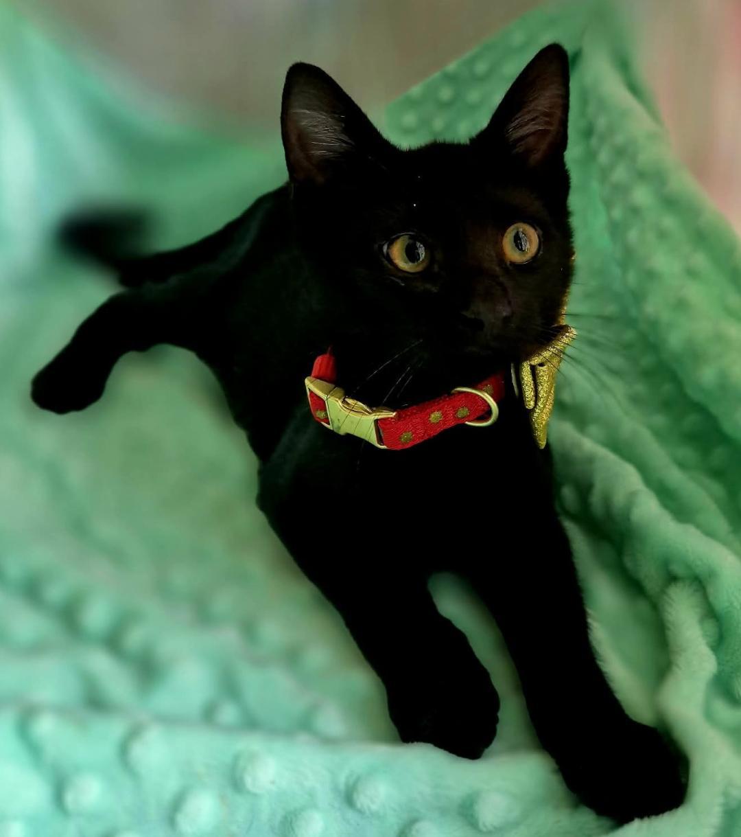 Enlarge Sprout, a Adoptable Domestic Short Hair in Ocean Springs, MS image 2/6