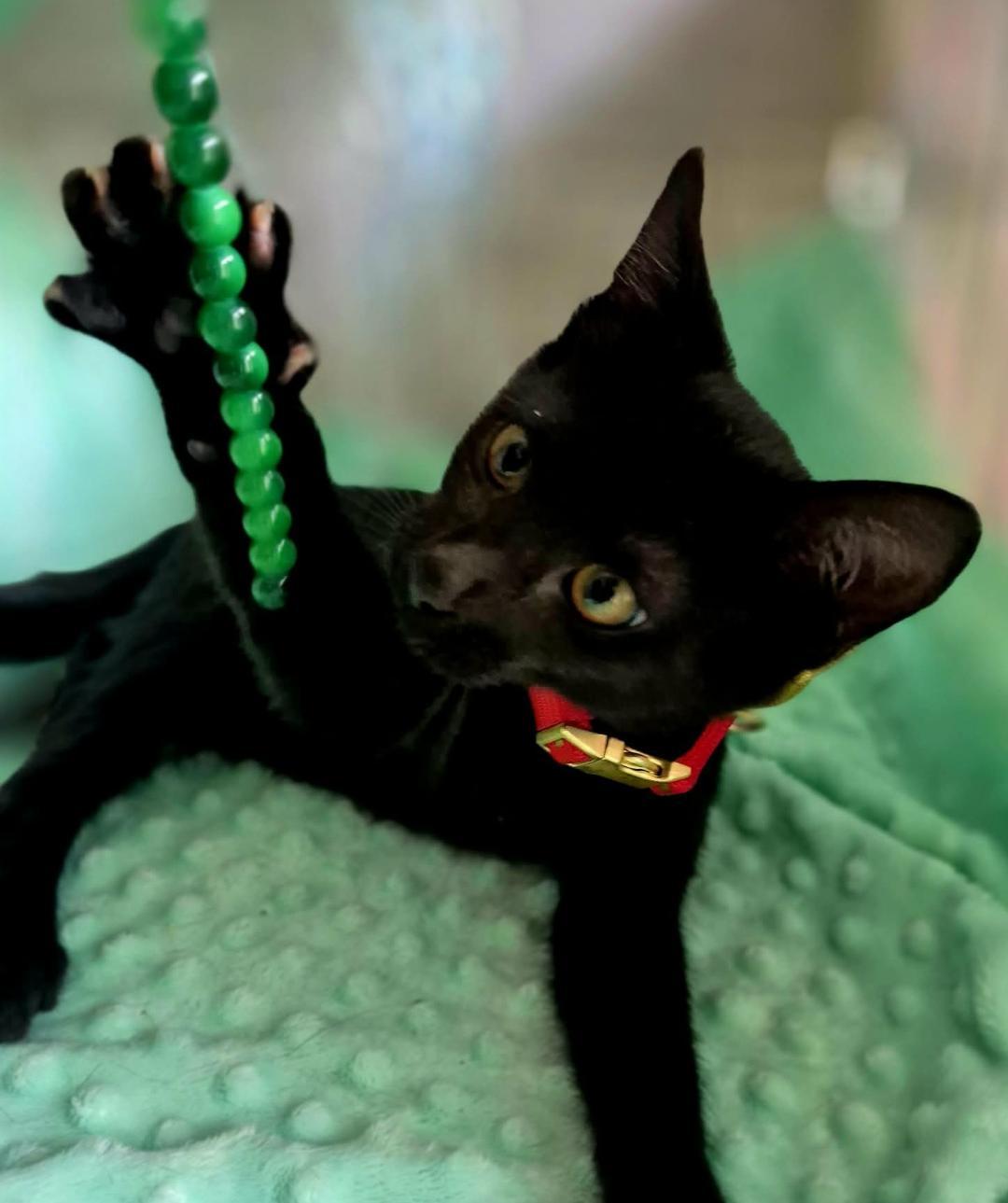 Enlarge Sprout, a Adoptable Domestic Short Hair in Ocean Springs, MS image 4/6