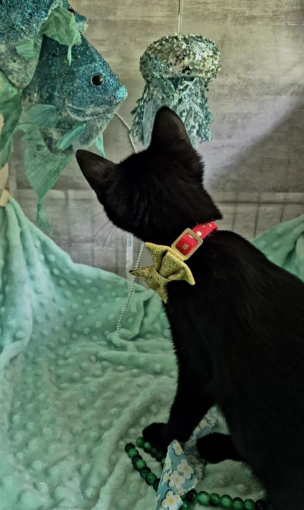 Enlarge Sprout, a Adoptable Domestic Short Hair in Ocean Springs, MS image 5/6